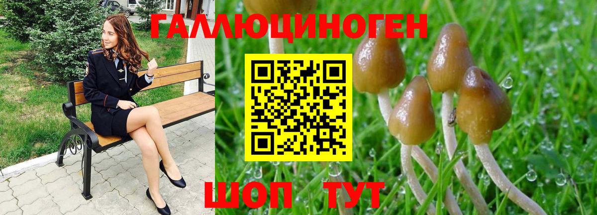 Псилоцибиновые грибы Psilocybine cubensis Новошахтинск